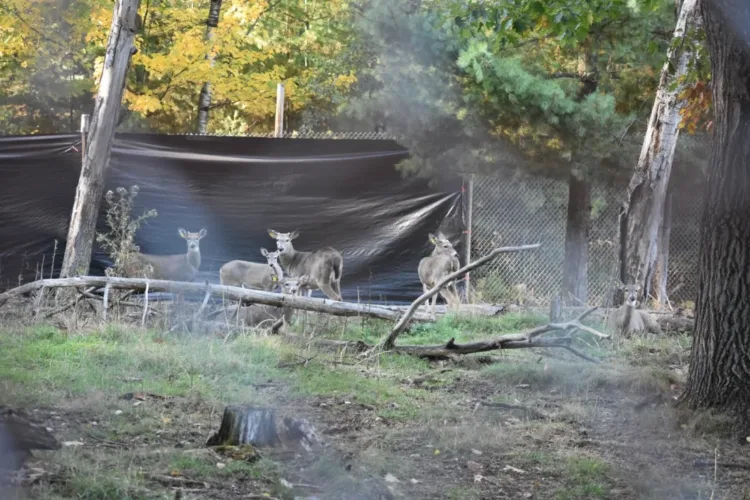 IM City Park deer transfer takes another step ahead
